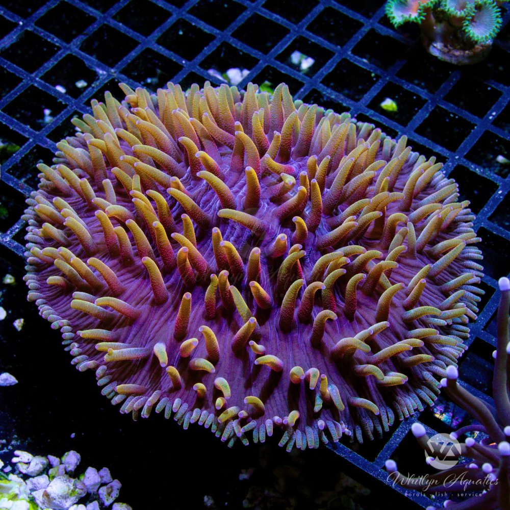 CoralAuction45_5cc61f42-fa2b-4a2f-9937-4ff585e14a50.jpg