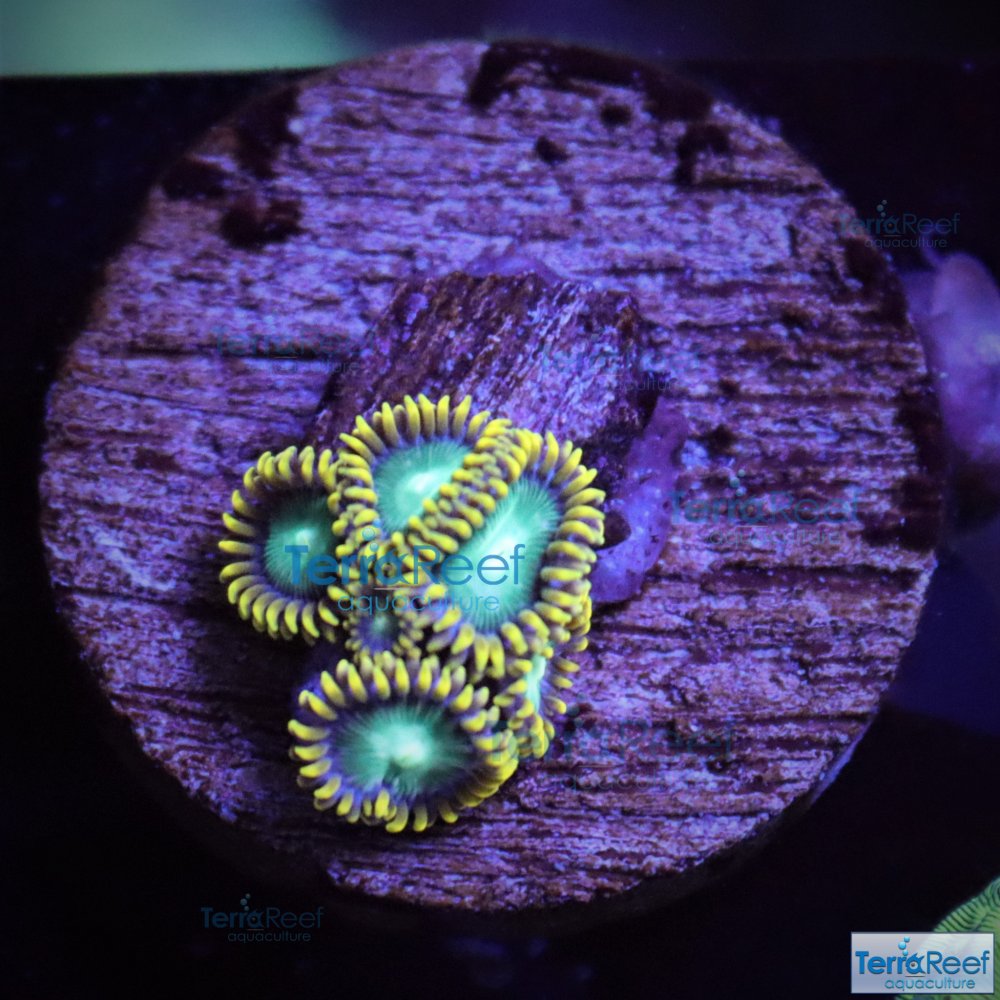 IMG_8003-Radioactive-Dragon-Eyes-Zoanthids-eye-Zoas-aquacultured.jpg