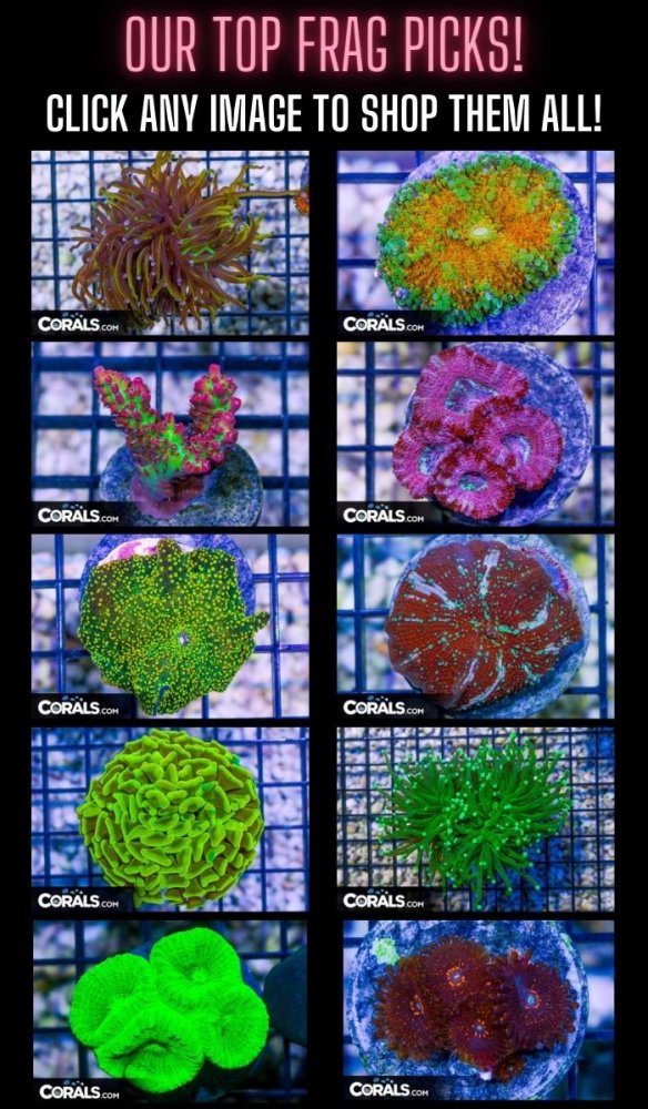 Copy of top anemone picks.jpg