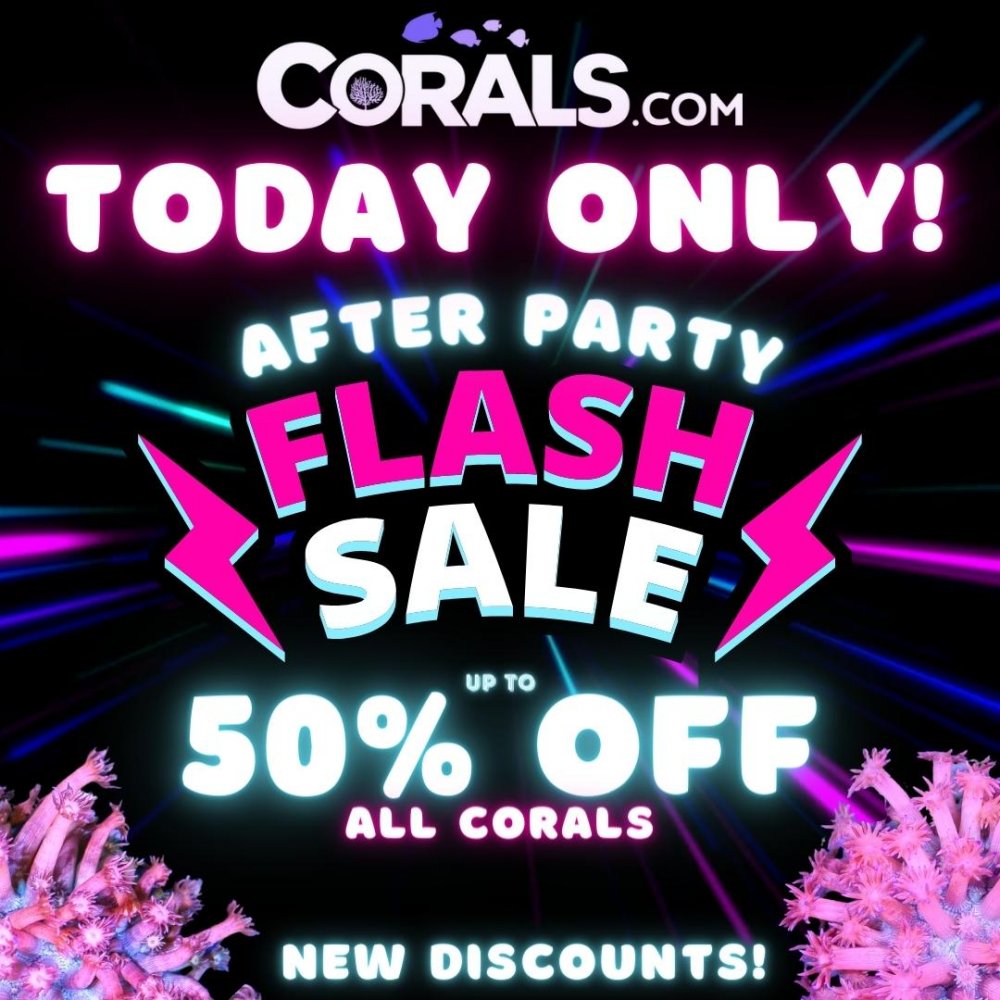 After Party Flash Sale.jpg