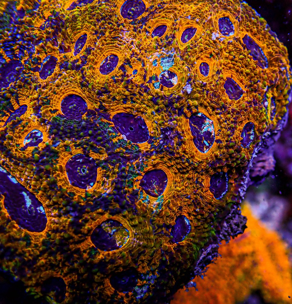 UC Afternoon Delight Acan Echinata Colony -221.JPG