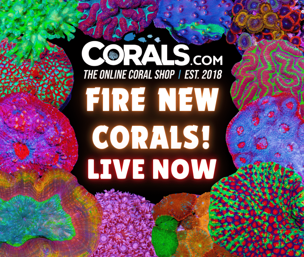 new corals 1.23.png