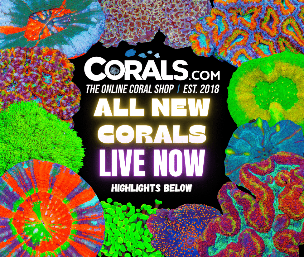 new corals 10.15.png