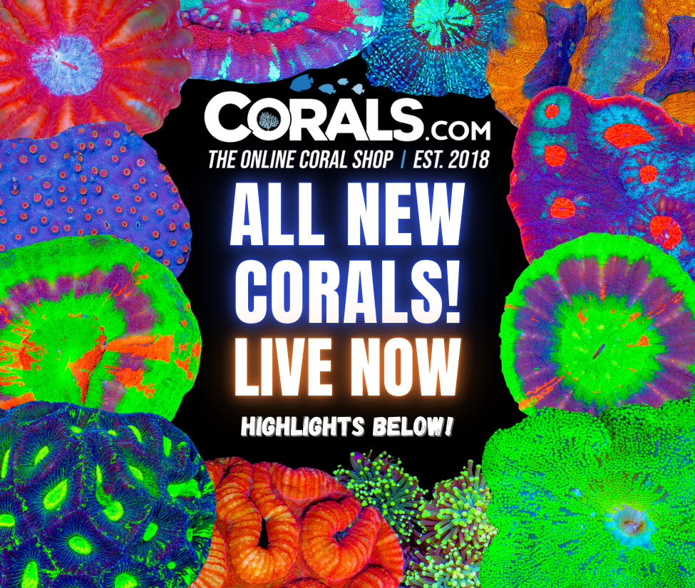 new corals 8.27.png