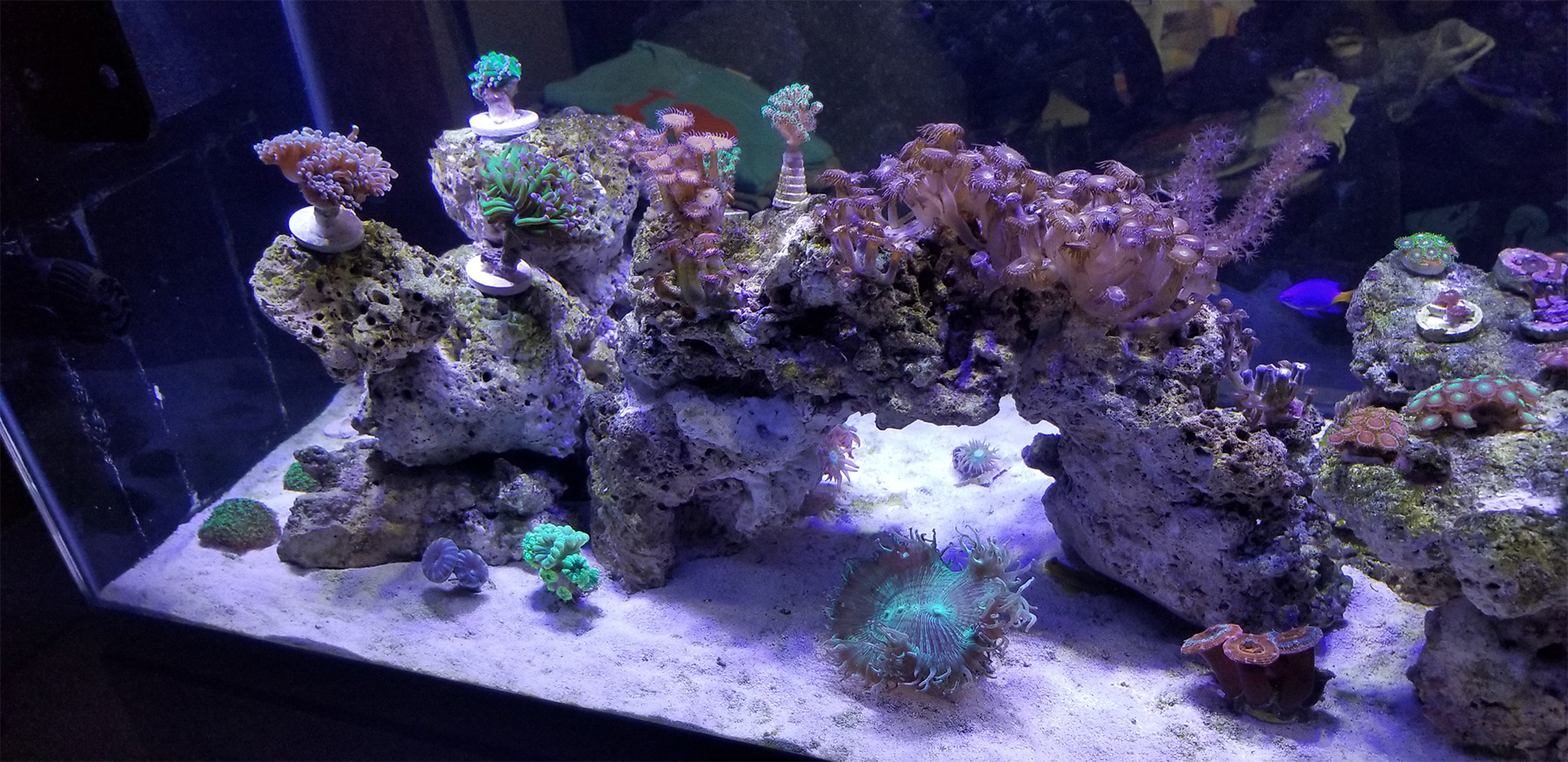 ReefTank.jpg