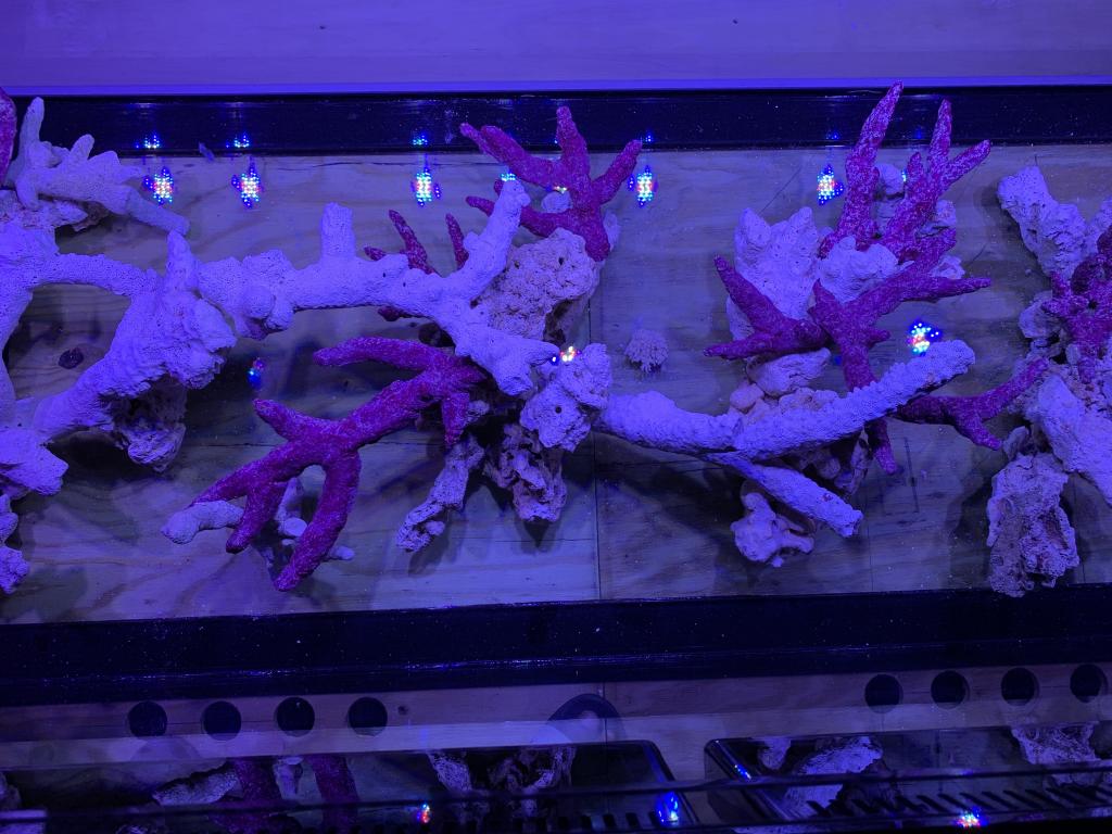 Tonga Branch Rock SHOW ME YOUR SCAPE  REEF2REEF Saltwater and Reef  Aquarium Forum