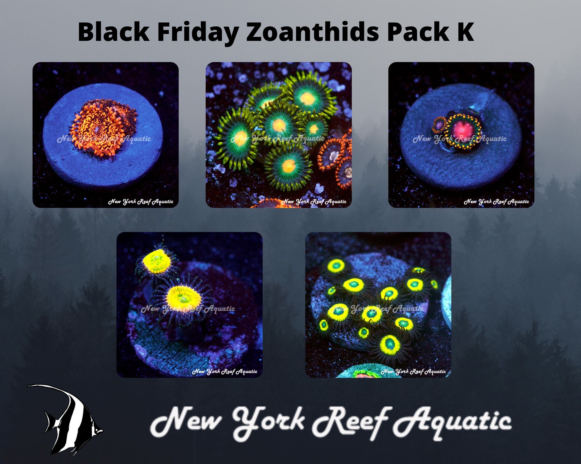 Zoanthids Pack K.jpg