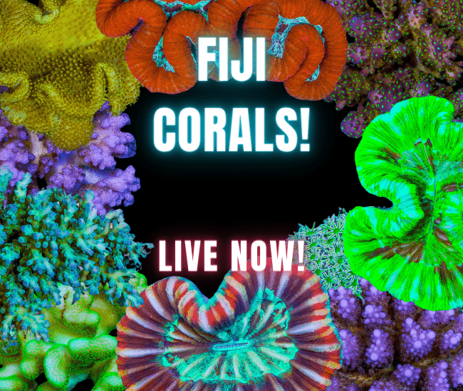 Copy-of-Copy-of-new-corals.png