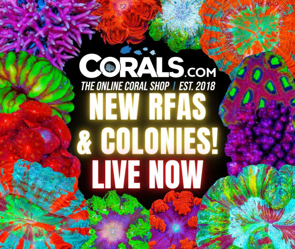 new corals 8.1.png