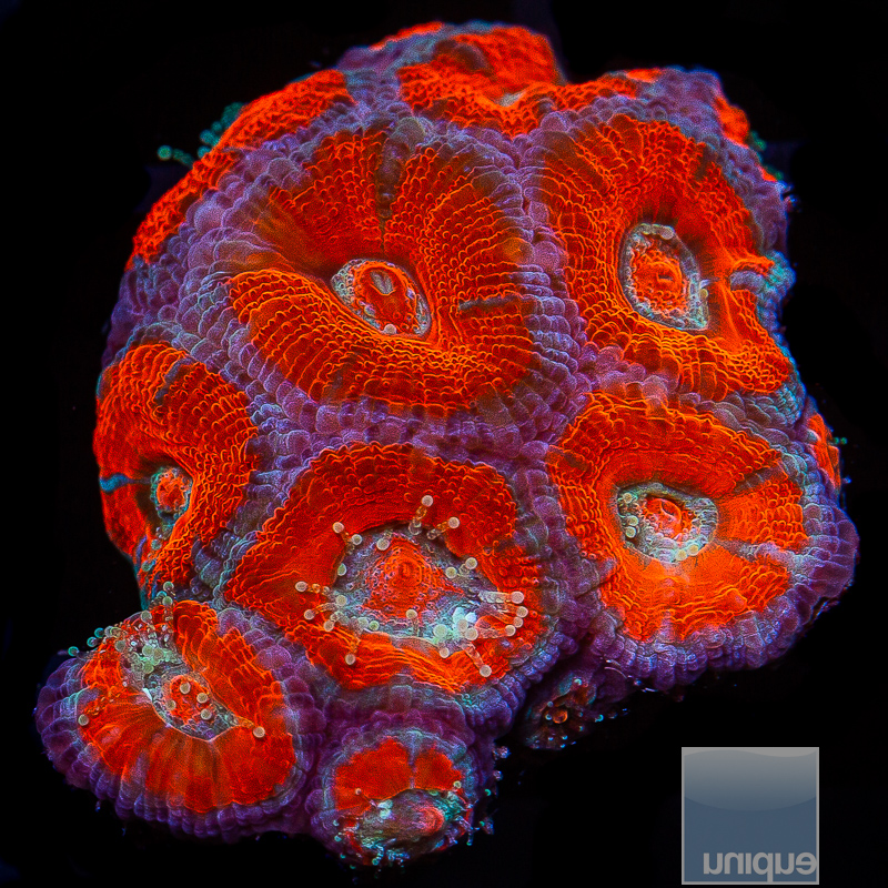 jc-Red Acan Lord Colony 229 96.JPG