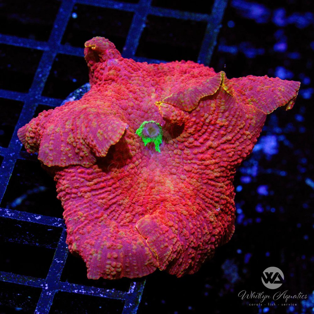 WAPoisonAppleMushroom_2_-WYSIWYG.jpg WAPoisonAppleMushroom_2_-WYSIWYG.jpg