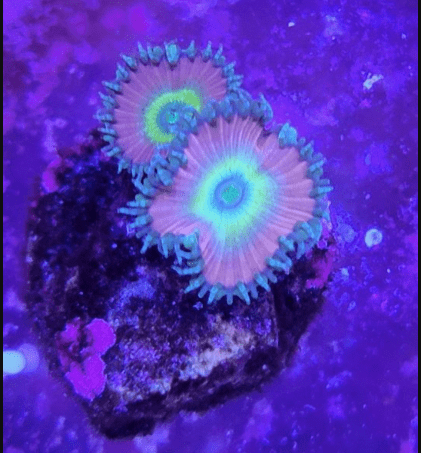 1702350449054.png 1702350449054.png