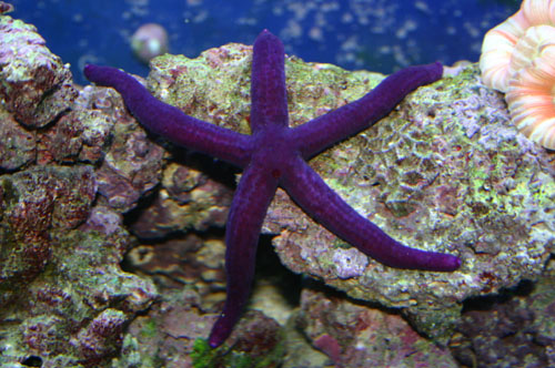 Purple Linkia Star Fish - Wow!!!