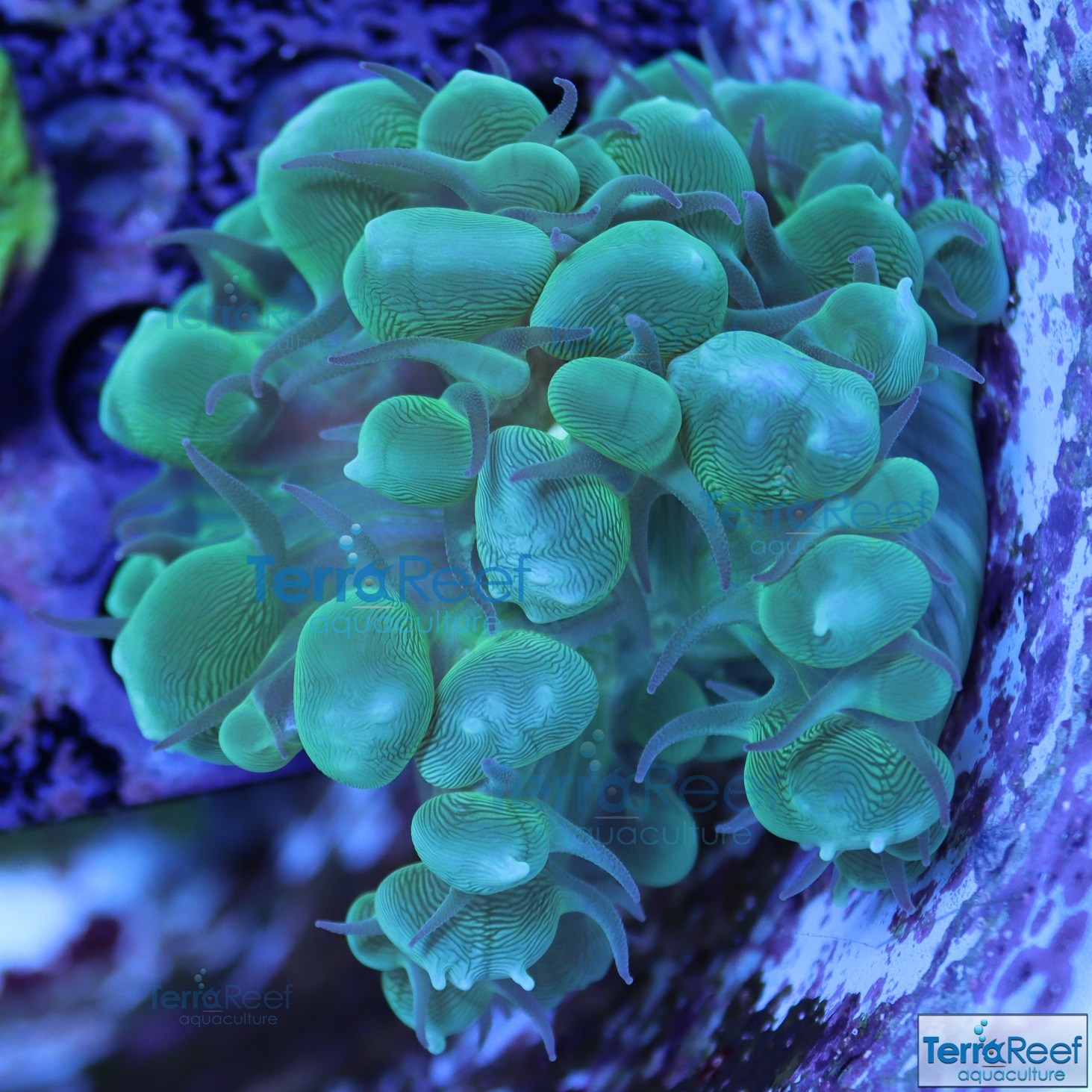 IMG_0981-Aquacultured-Bubble-Coral.jpg