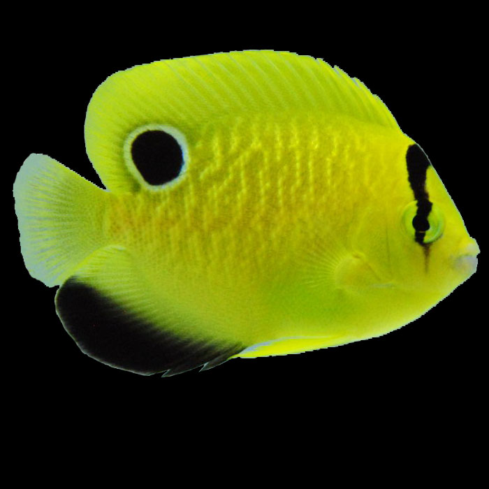 captive-bred-goldflake-angelfish.jpg