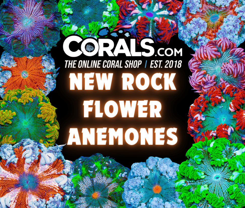 new corals 1.24.png