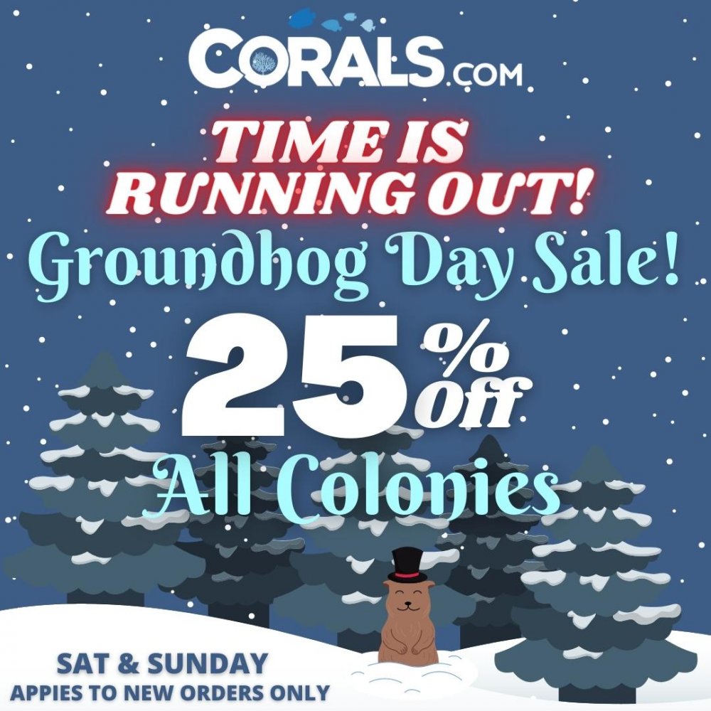 Copy of Groundhog Day Sale 23.jpg