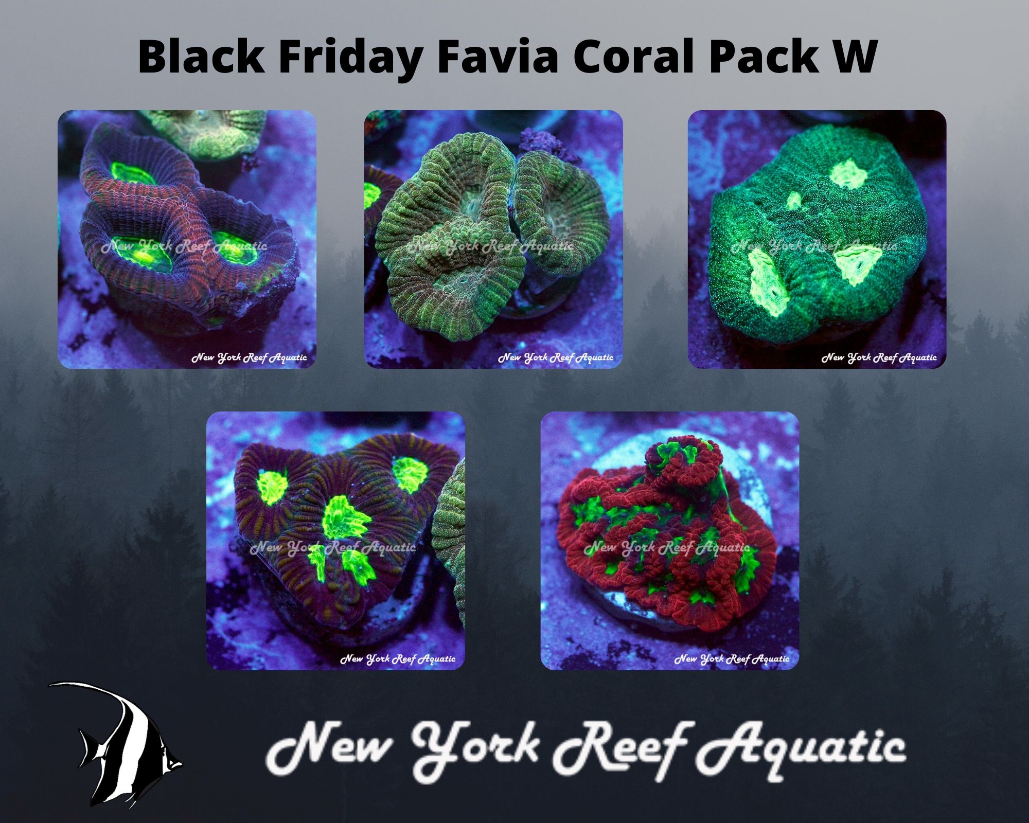 Favia Coral Pack W.jpg