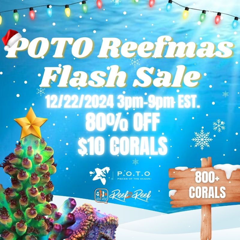 POTO REEF Flash Sale.jpg