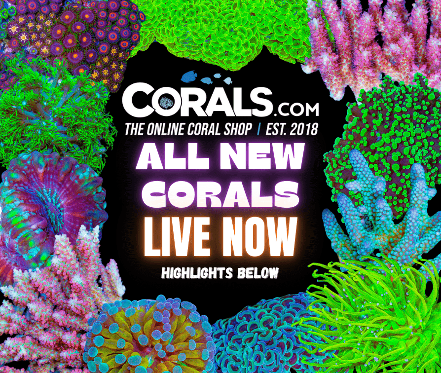 new corals 10.3.png