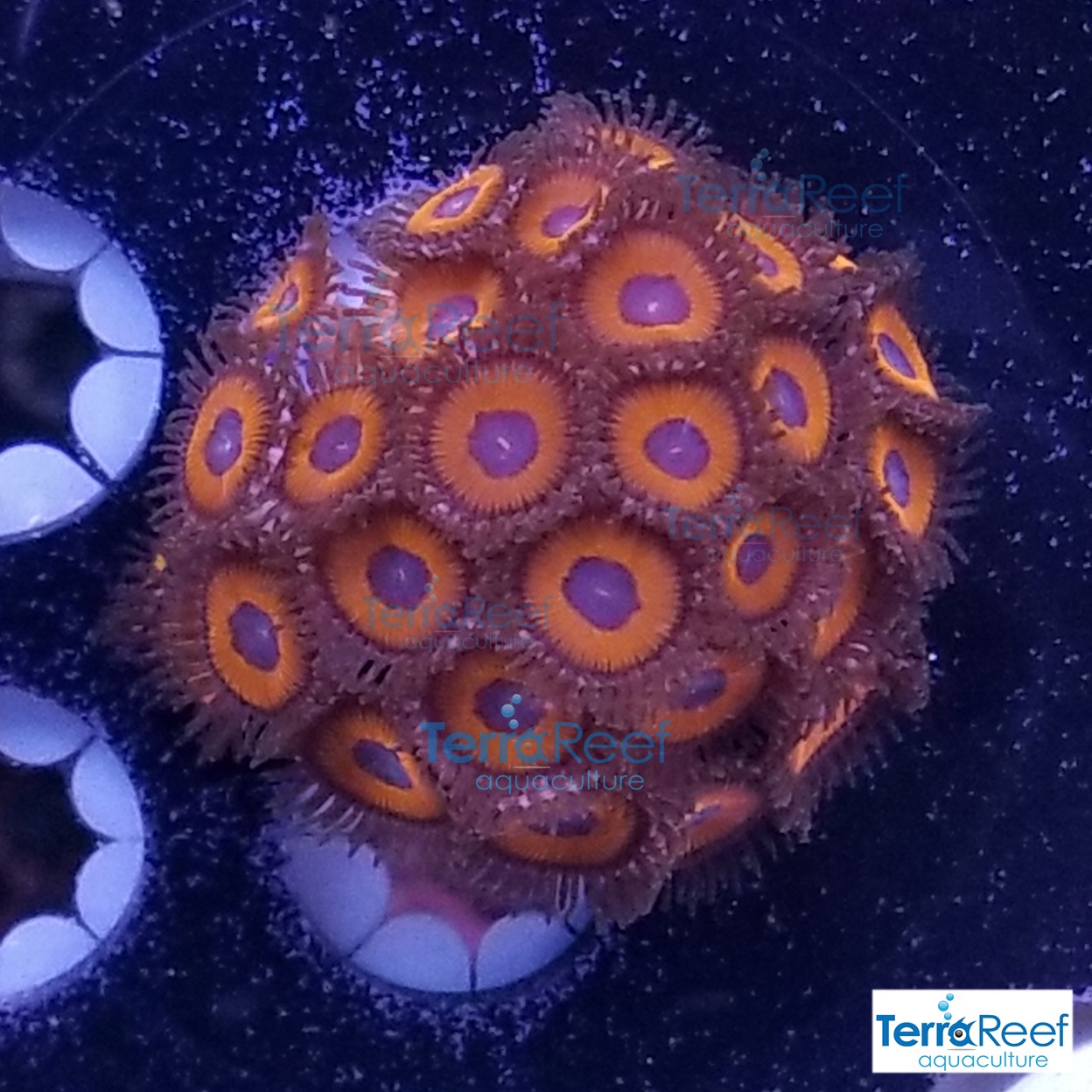 Red-Zoanthids-Coral-Polyps-WYSIWYG-Frag-3-20210113_010301.jpg