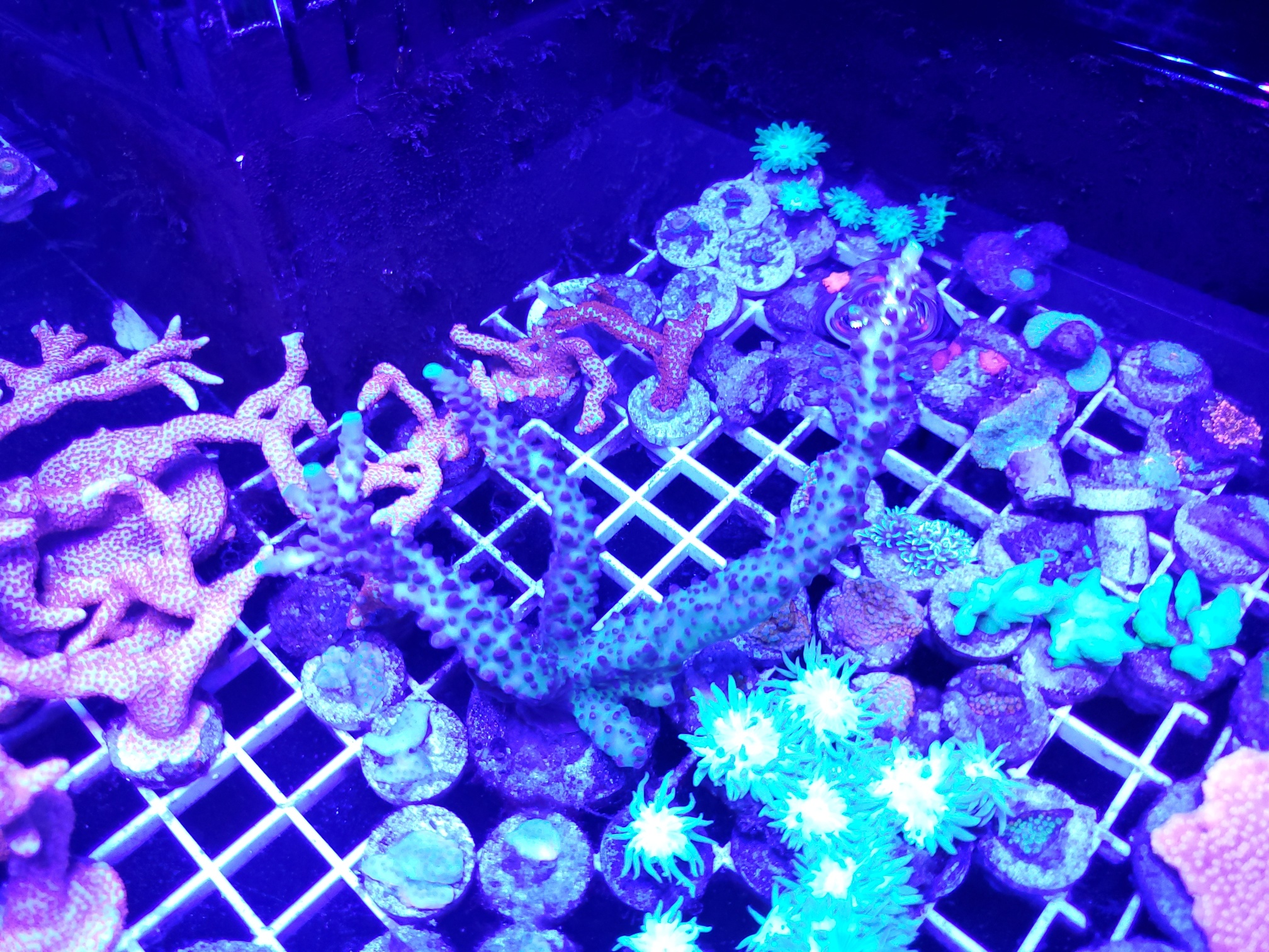 20210220_135116_SPS_coral_for_sale.jpg