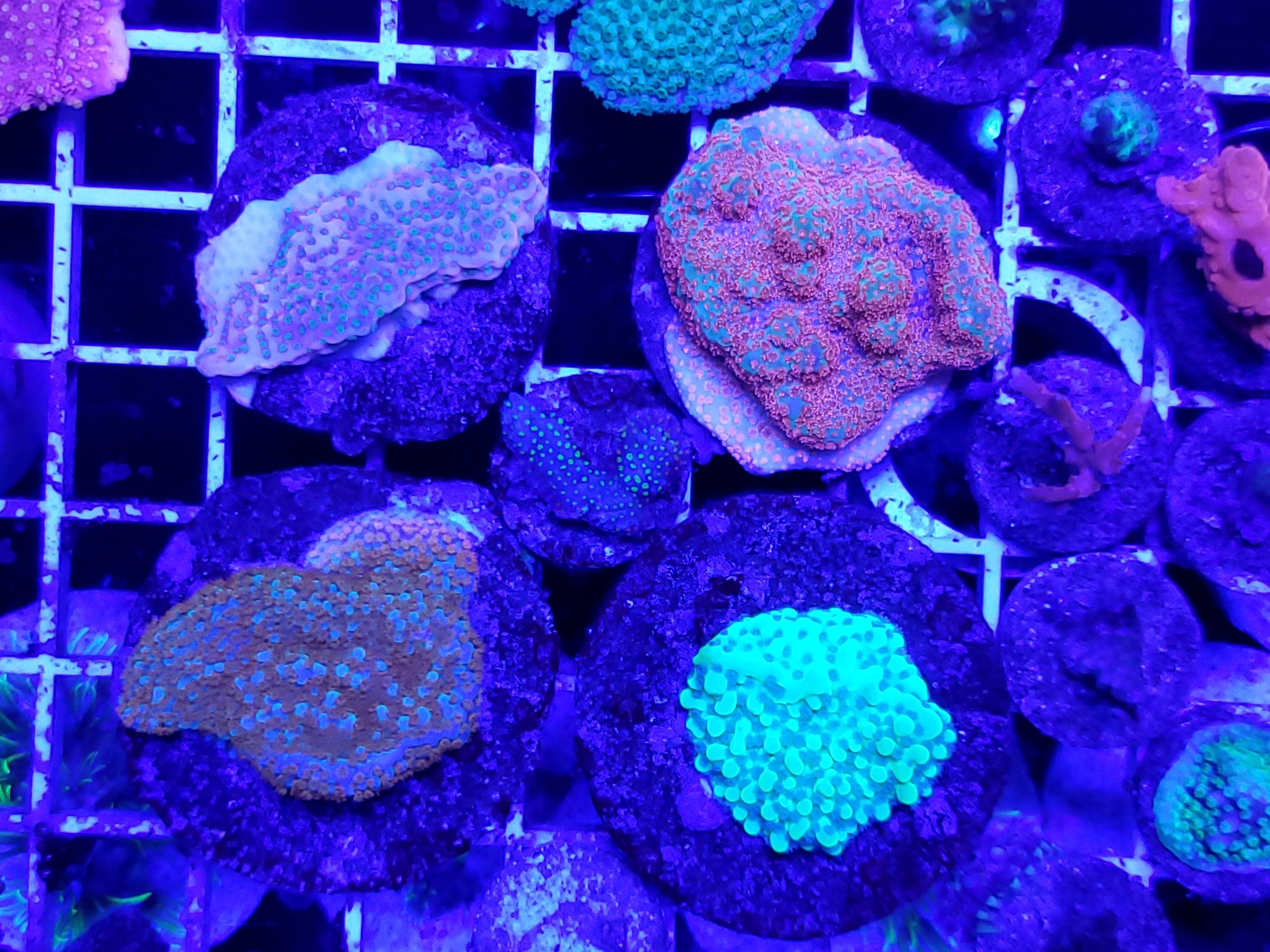 111montipora coral pack for sale.jpg