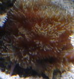 coral2.jpg