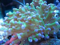 IMG_1352.JPG