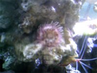 2Anemone 1.jpg