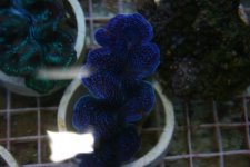 MORE CLAM 002.jpg