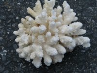 acro 4.JPG