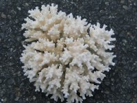 acro 1.JPG