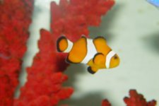 Nemo.JPG