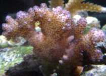 coral 3.JPG