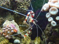 Coral banded shrimp eating brittle worm P1010072 copy.jpg