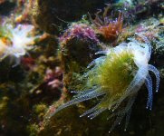 Hair Algae Eating Coral in Action P1010083 copy.jpg