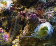 Algae blenny is puzzling when does the coral start to compete for food P1010087 copy.jpg