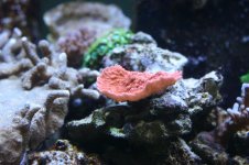 CROX99 tank thread 020.jpg