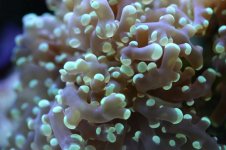 CROX99 tank thread 011.jpg
