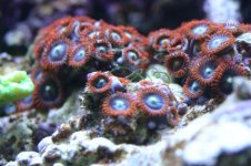 CROX99 tank thread 012.jpg