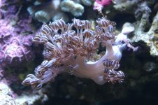 CROX99 tank thread 017.jpg