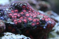 CROX99 tank thread 014.jpg