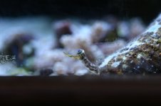 CROX99 tank thread 021.jpg