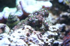 CROX99 tank thread 023.jpg