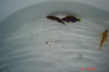 fish 002.jpg