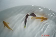 fish 003.jpg
