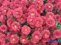 DSCF1559.jpg