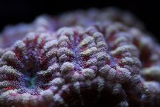 Acans_Close_1.jpg