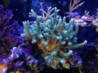 ImageUploadedByReefs1356300465.662032.jpg